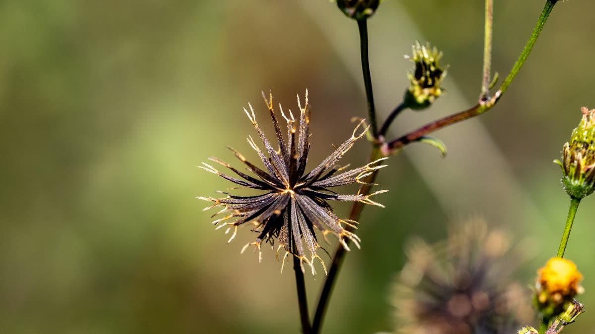 Sementes de picão-preto em close